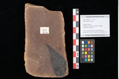Foto (Objekt + Etikett) von Myrica lignitum Unger (NHMW-GEO-2024-0188-0577)